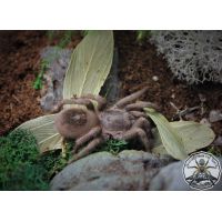 Theraphosidae sp Villa Tunari ADULT    [AF]